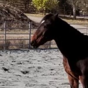 Meet your Posher, Harmony